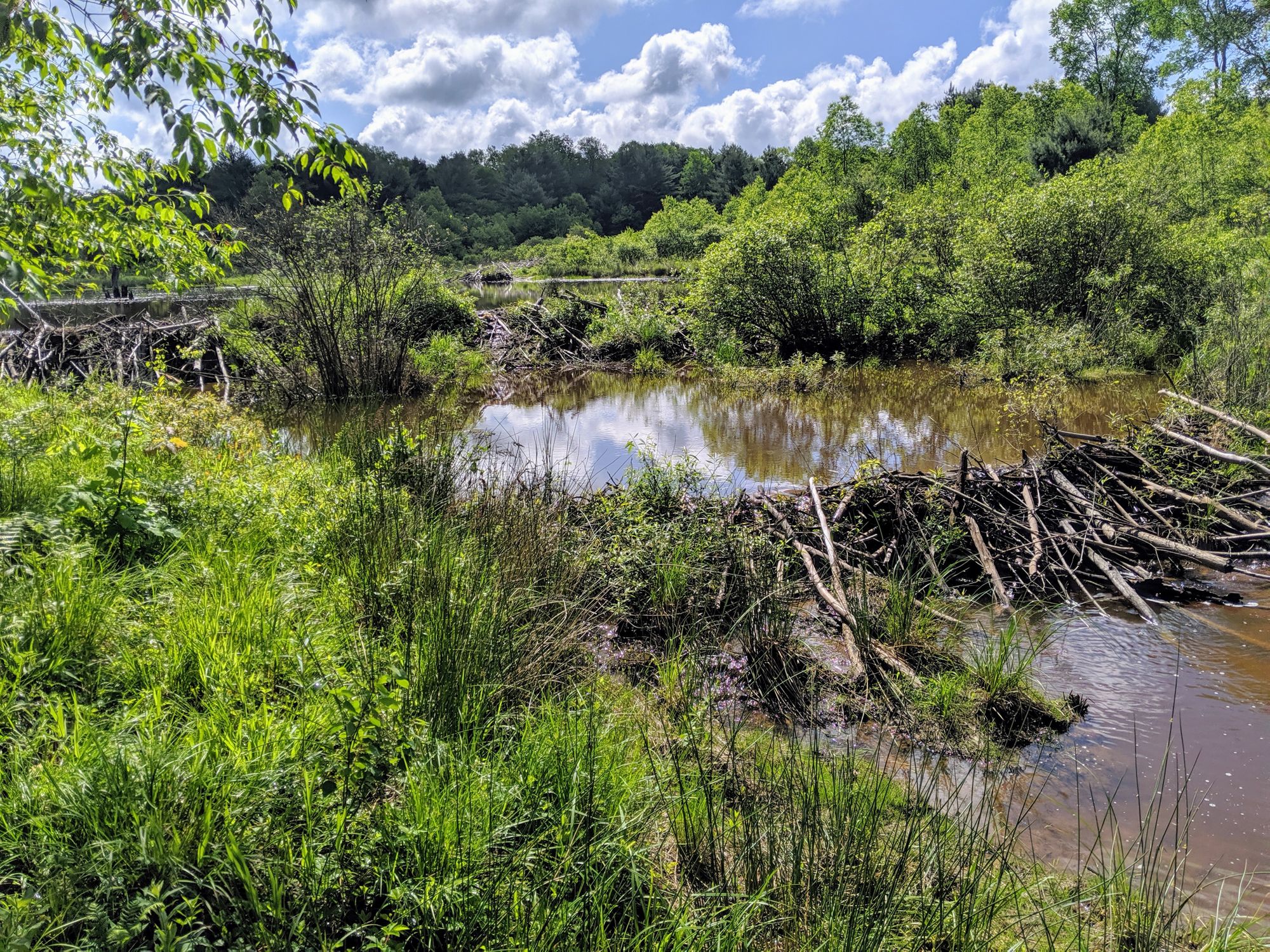 Trip Report: North Country Trail FR116 To SR66